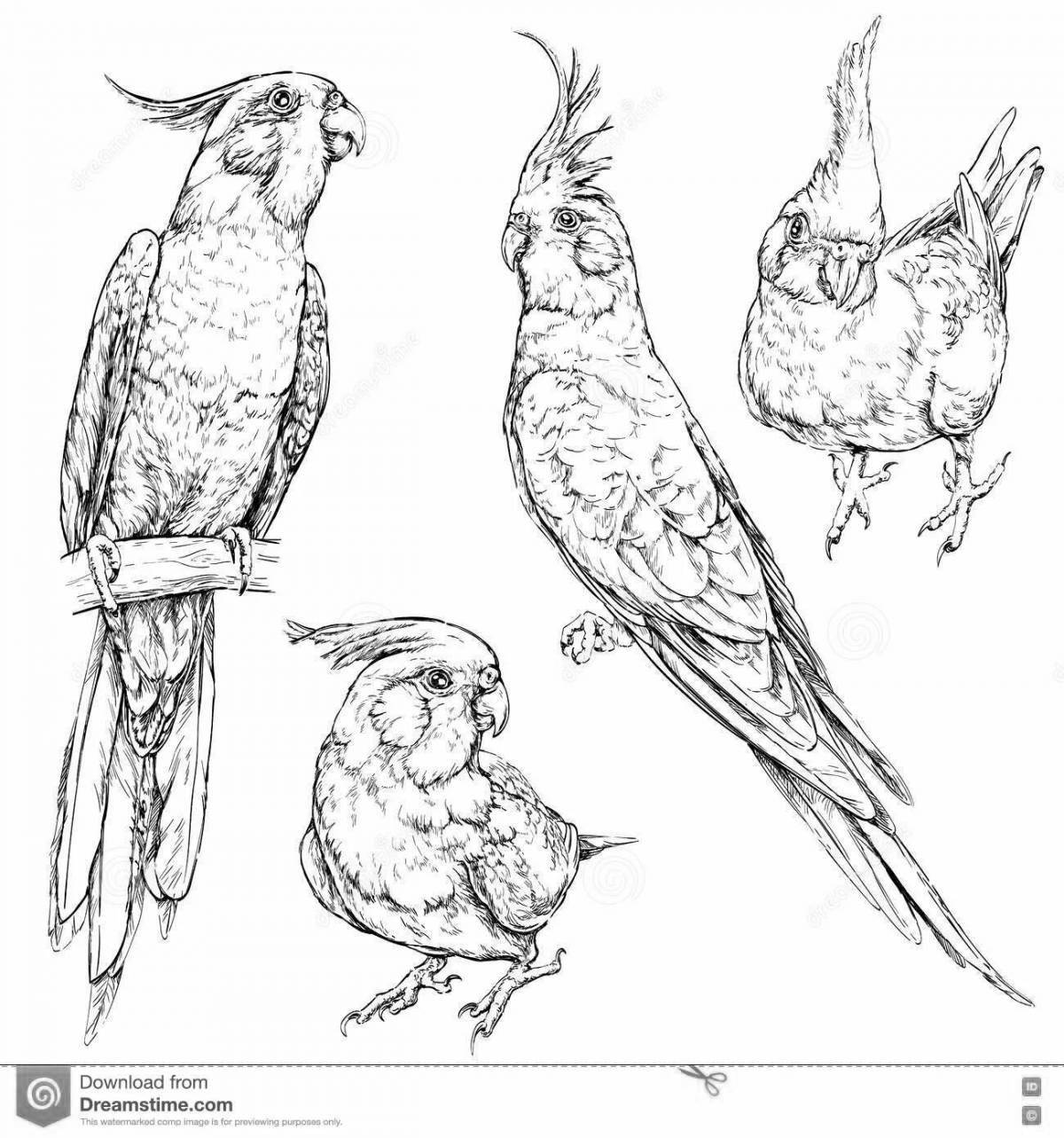 Яркая страница раскраски попугая кореллы