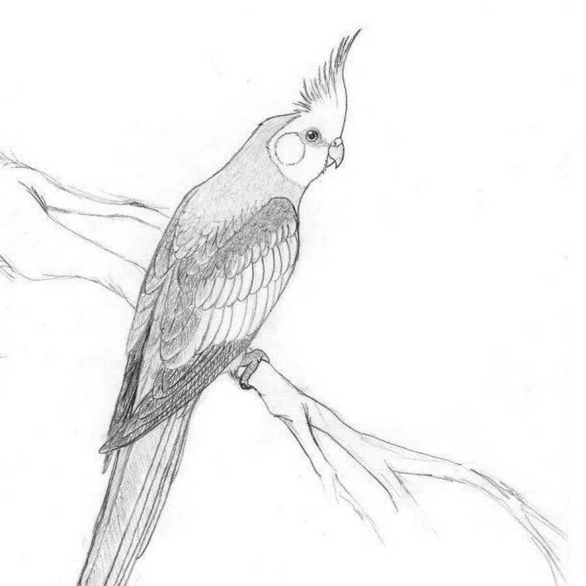 Анимированная страница раскраски попугая кореллы