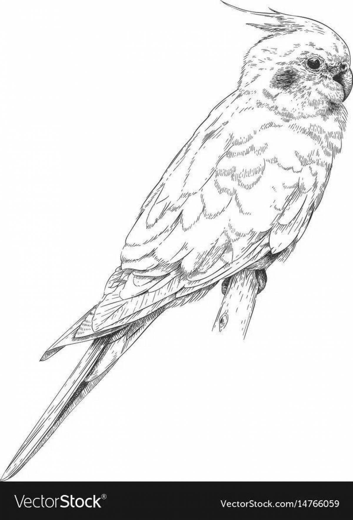 Раскраска буйный попугай кореллы