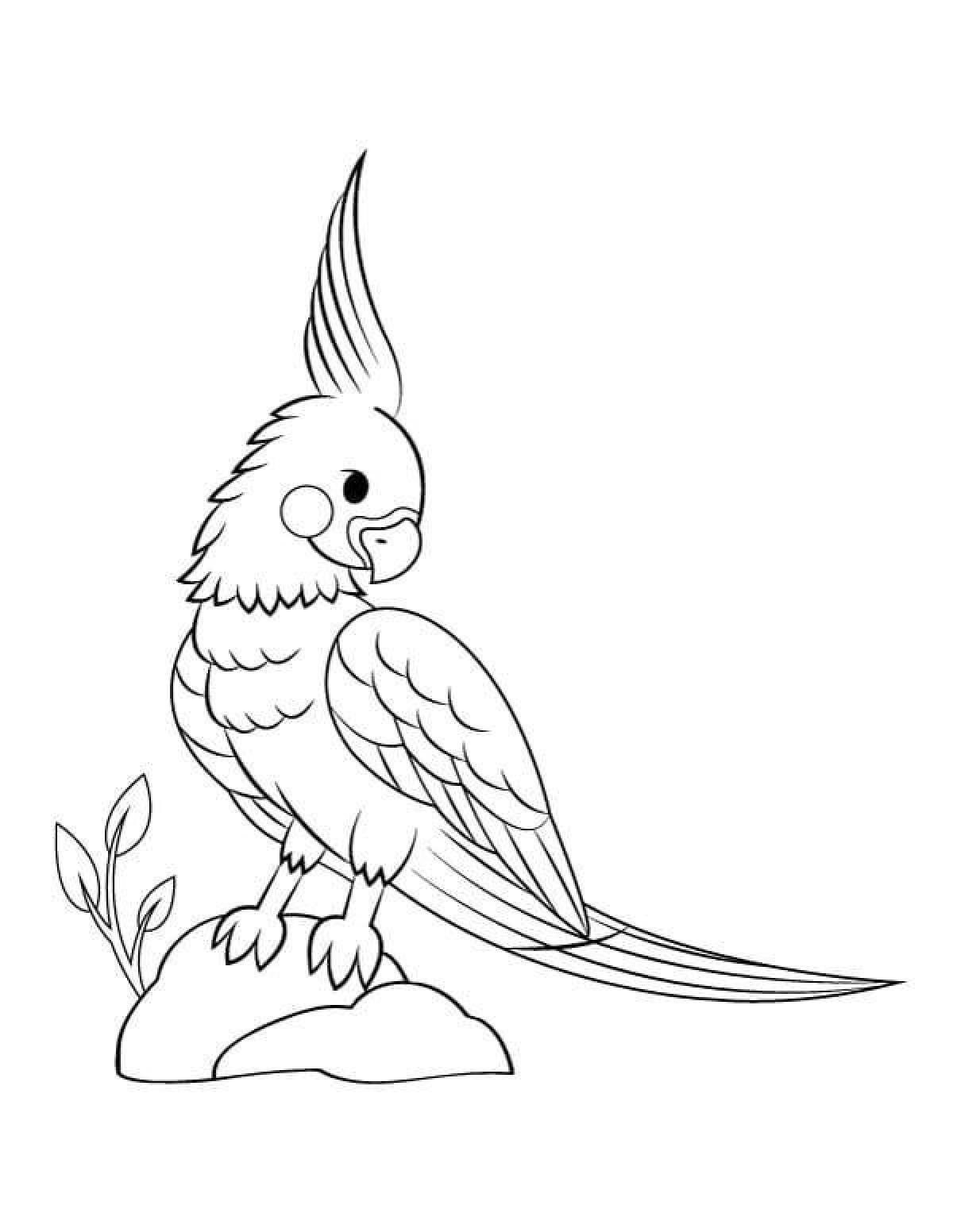 Раскраска очаровательный попугай кореллы
