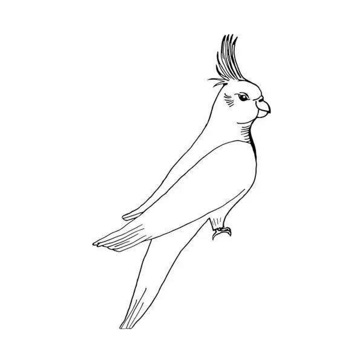 Раскраска восхитительный попугай кореллы