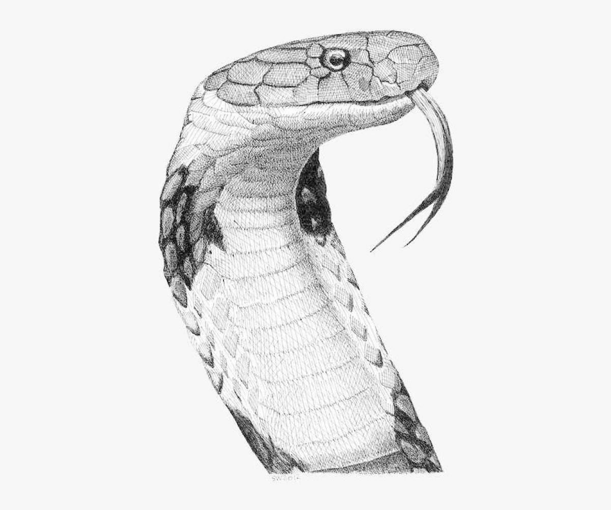 Элегантная раскраска королевская кобра