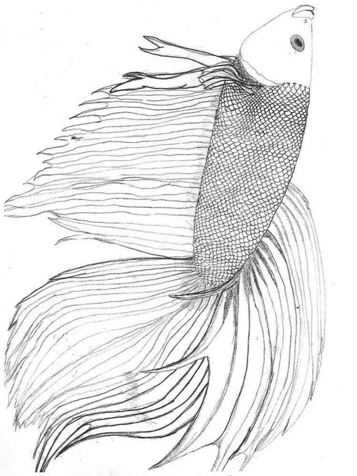 Раскраска живая рыбка петушок
