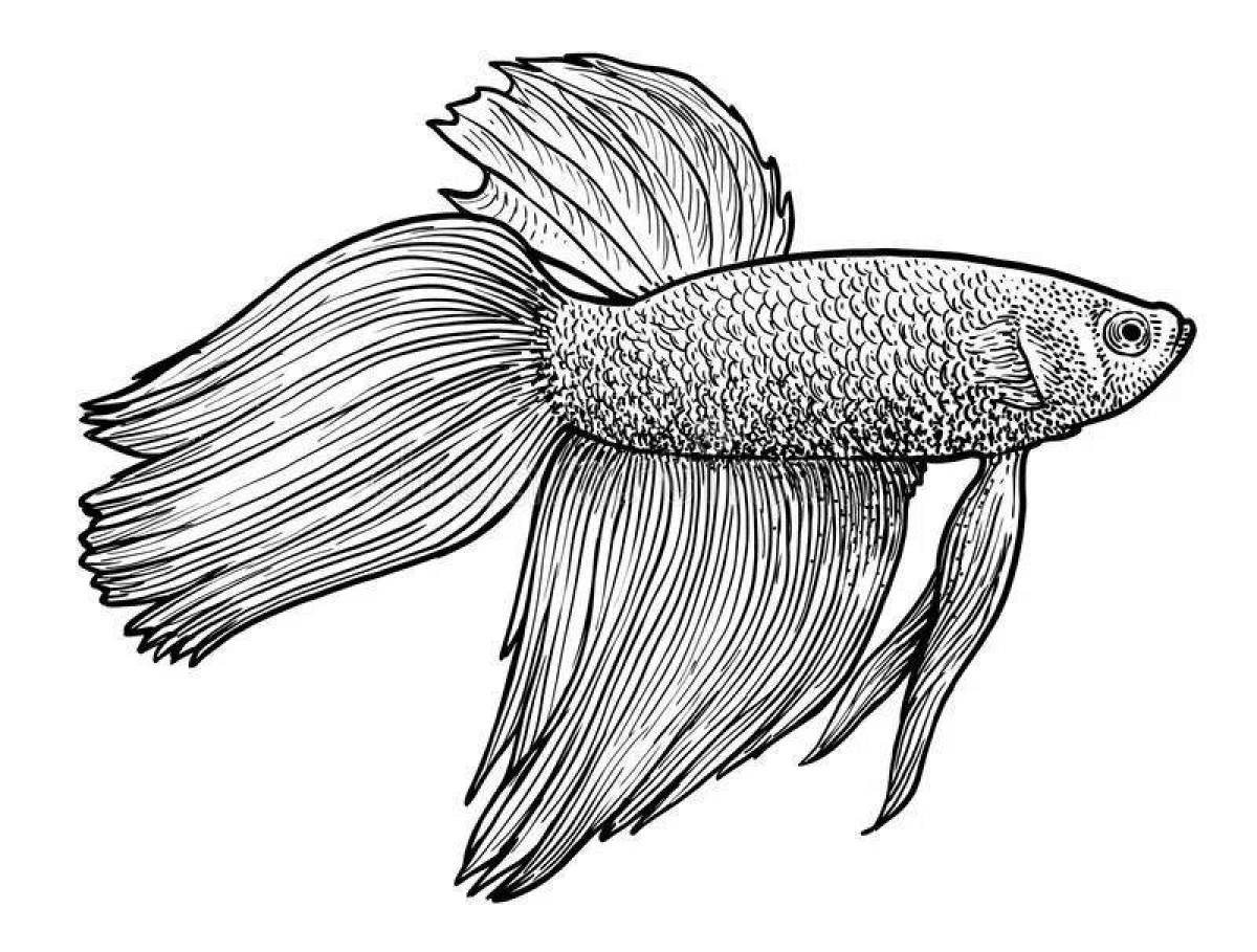 Раскраска очаровательная рыбка петушок