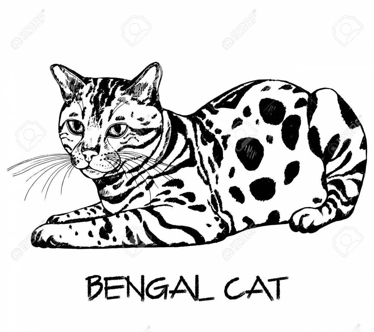 Раскраска игривая бенгальская кошка