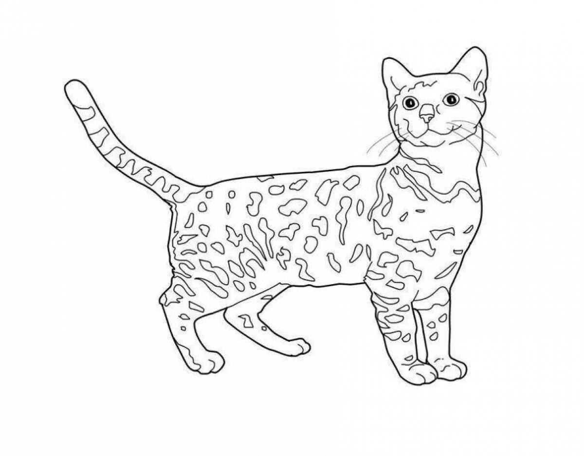 Раскраска пушистая бенгальская кошка