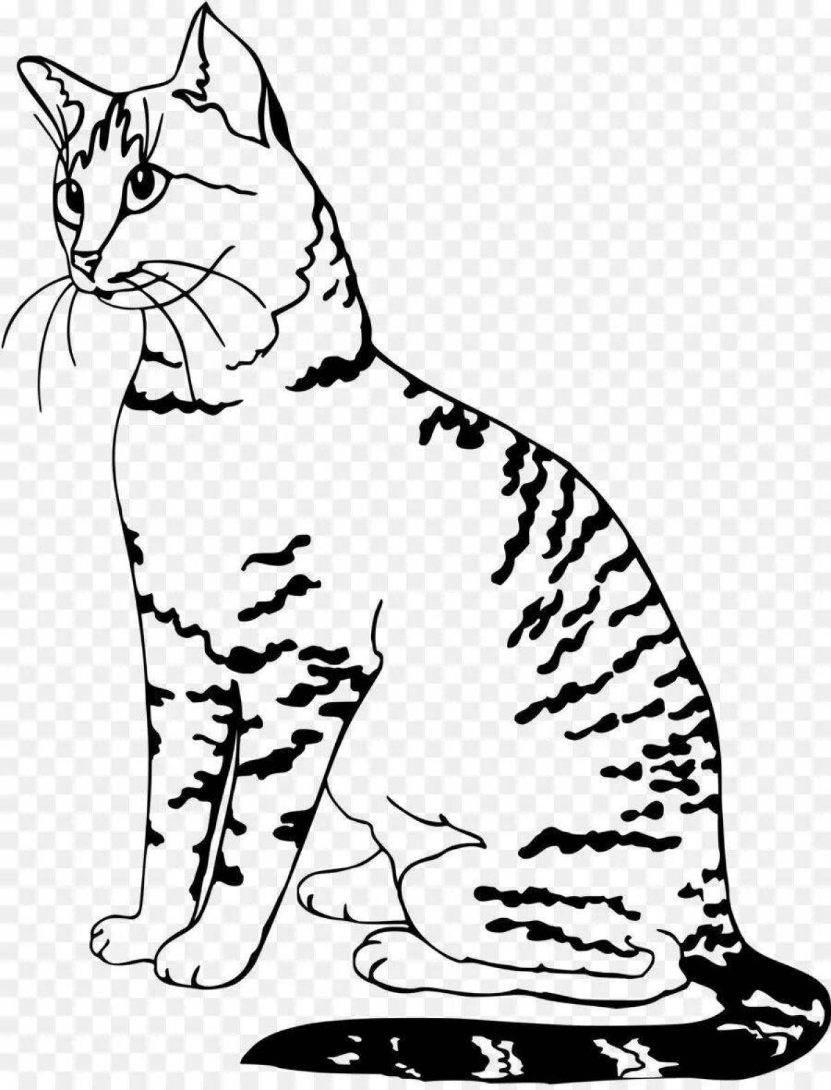 Раскраска экзотическая бенгальская кошка