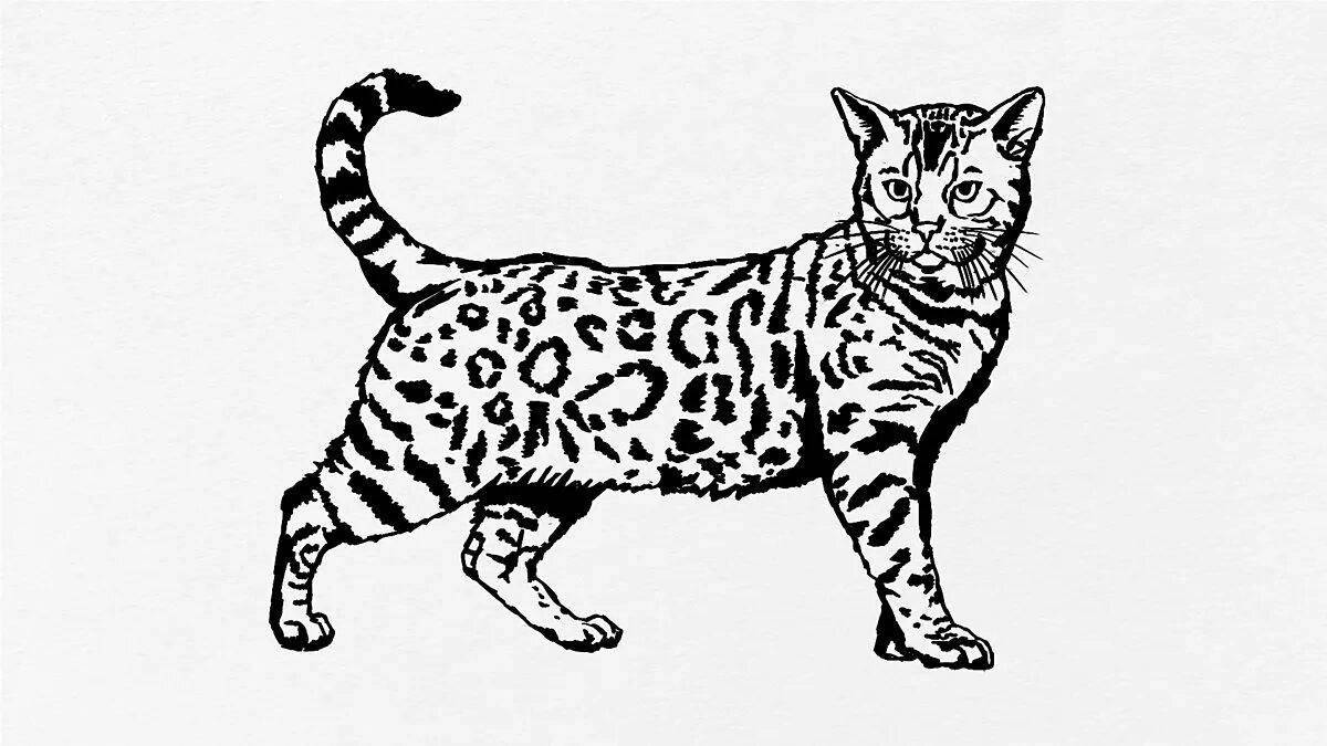 Раскраска бенгальская кошка