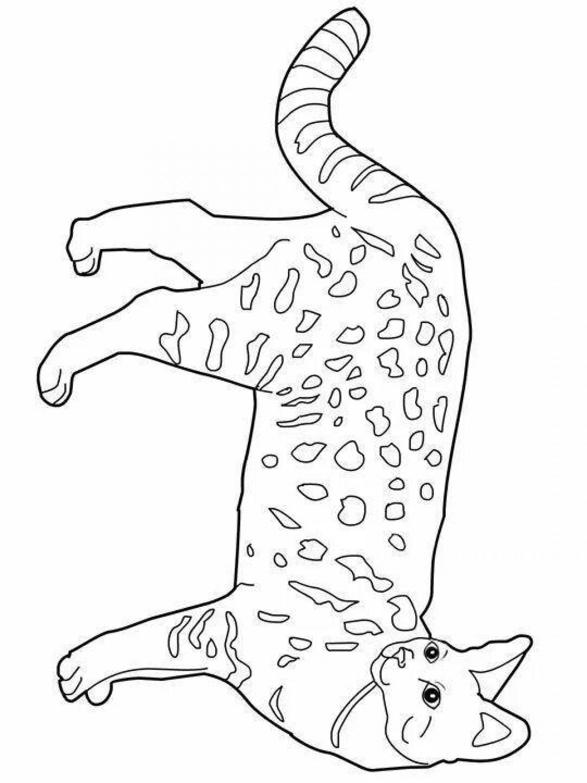 Живая бенгальская кошка раскраска