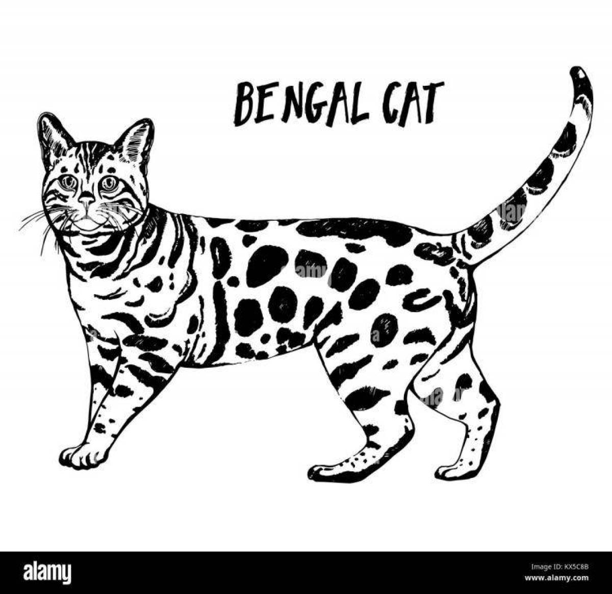 Бенгальский кот #5