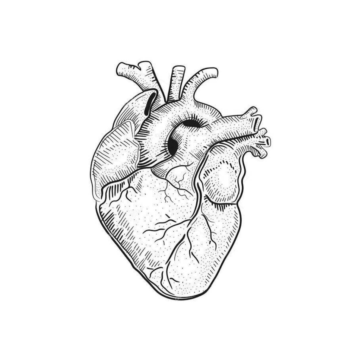 Яркое анатомическое сердце раскраски