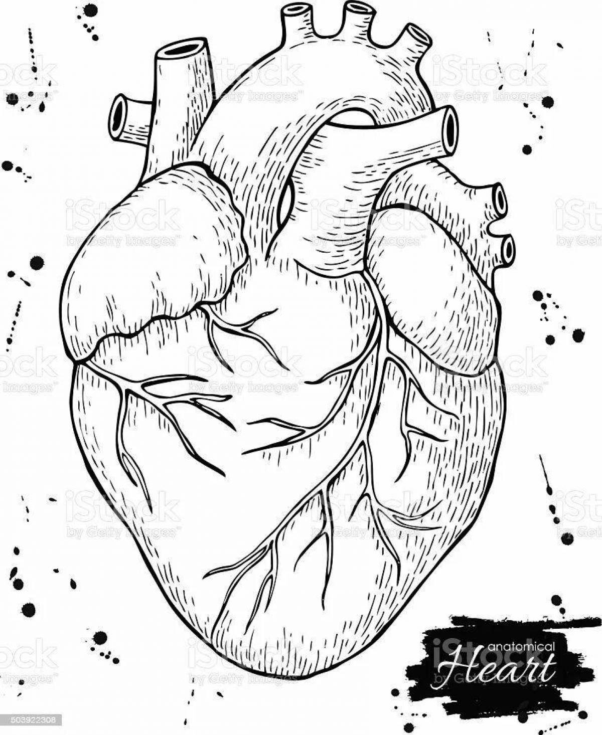 Подробная страница раскраски анатомического сердца