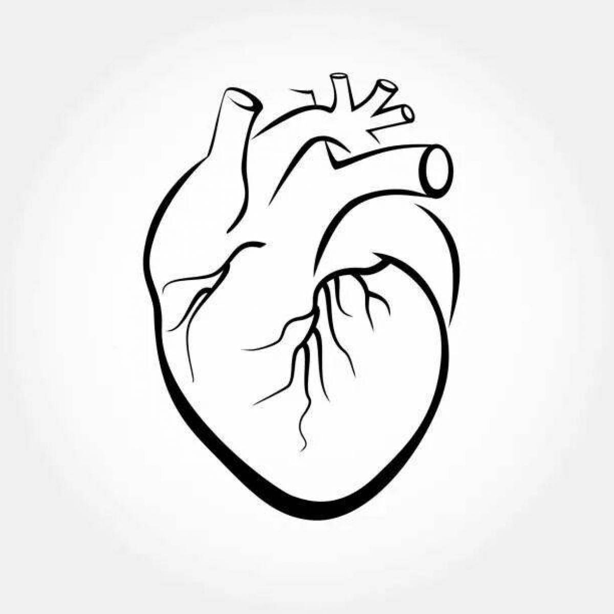 Страница раскраски сложного анатомического сердца