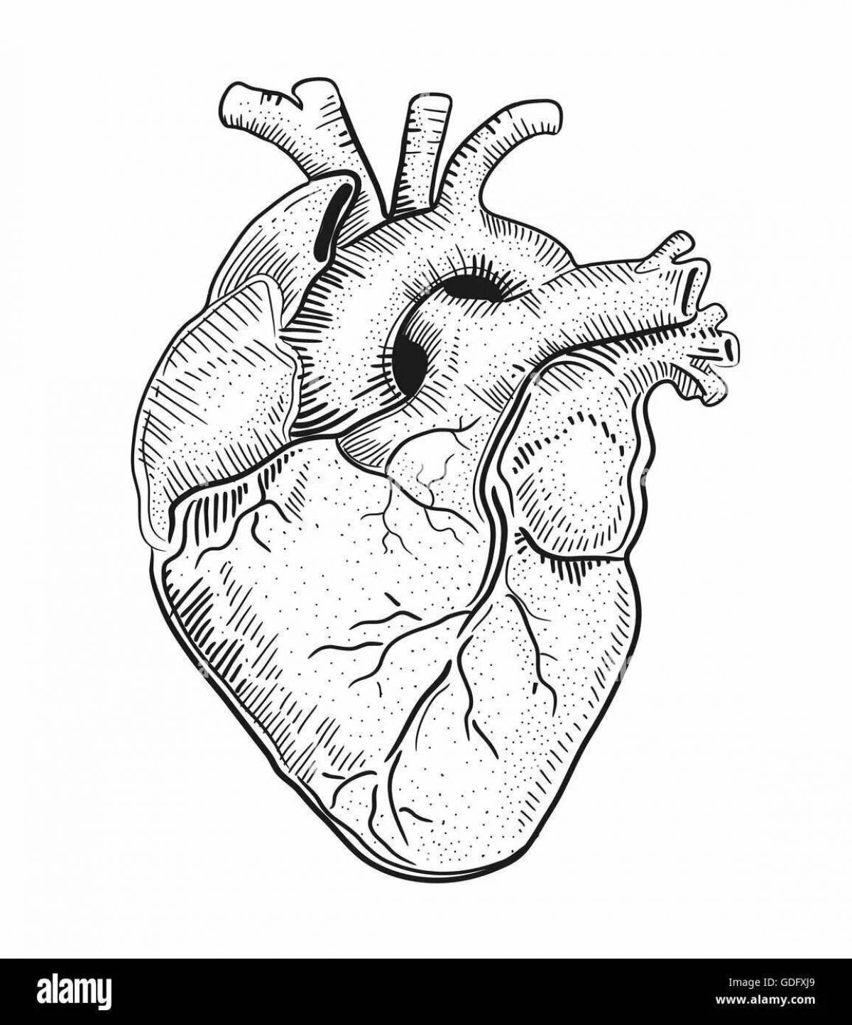 Раскраска сияющее анатомическое сердце