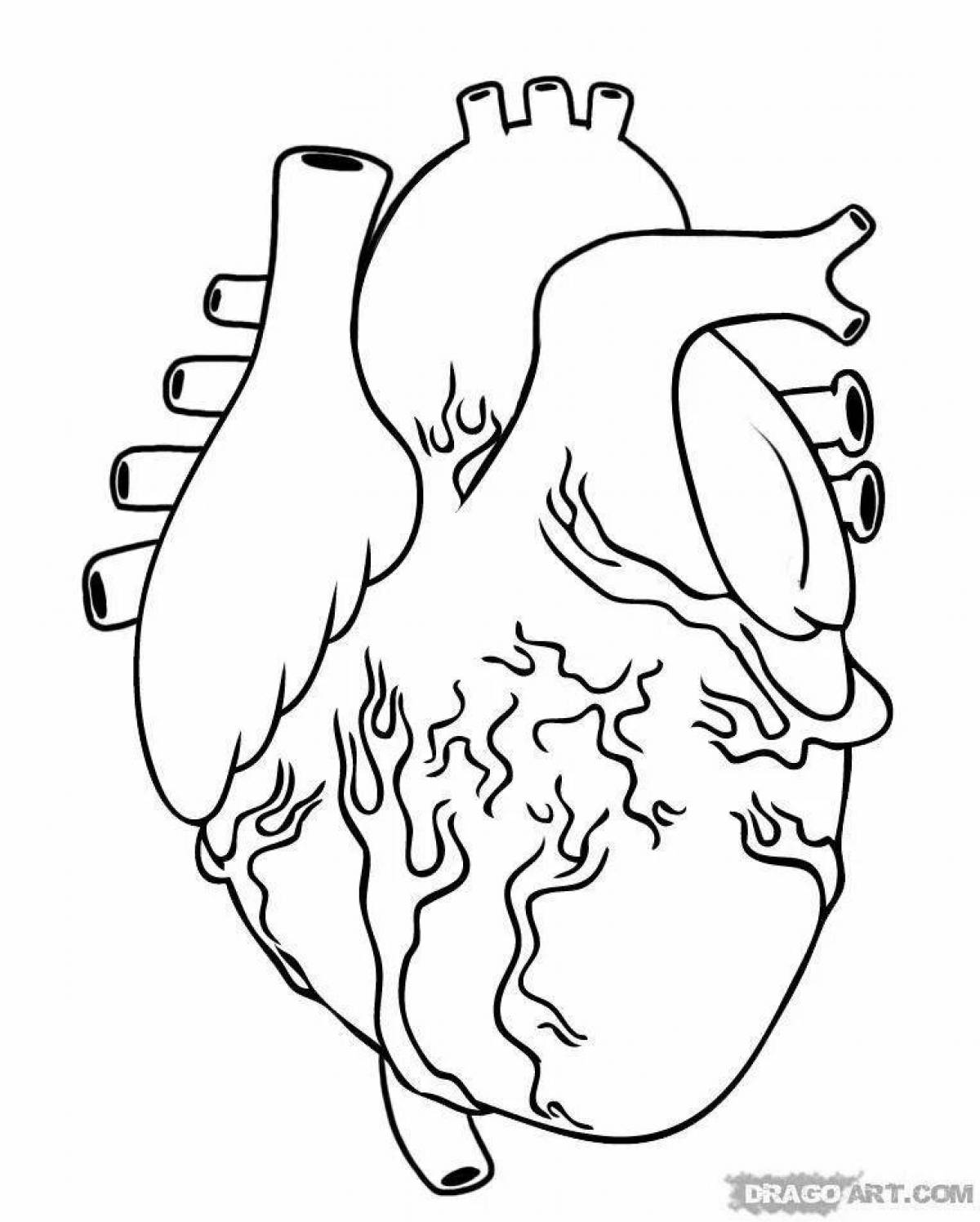 Блестящая страница раскраски анатомического сердца
