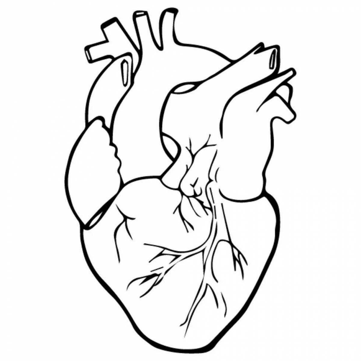 Изысканная анатомическая раскраска сердца