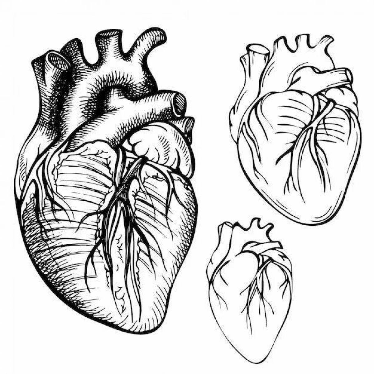 Потрясающая страница раскраски анатомического сердца