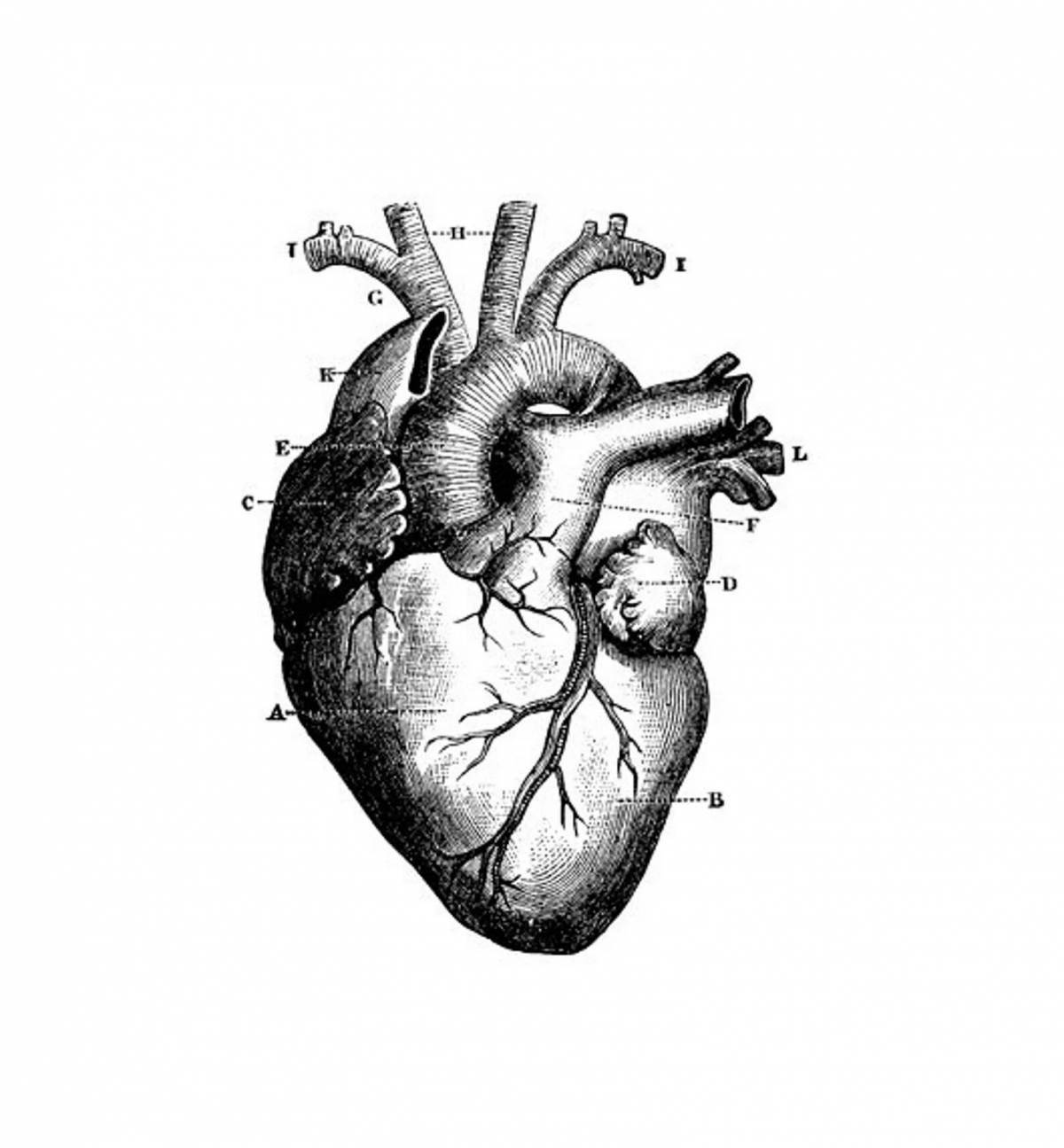 Очаровательная страница раскраски анатомического сердца