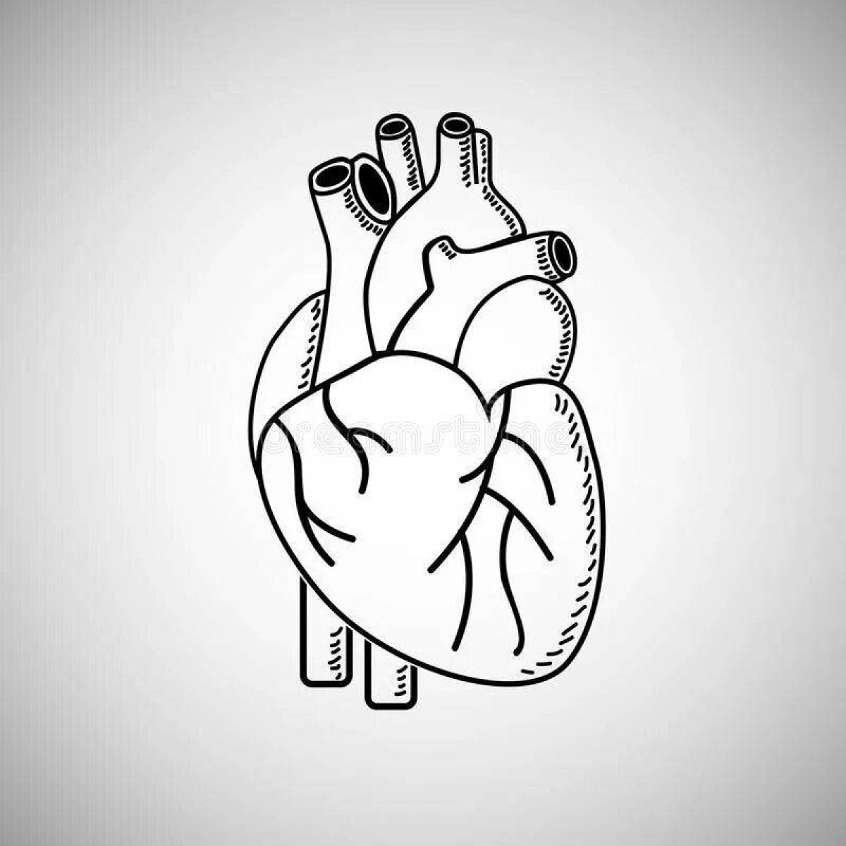 Заманчивая страница раскраски анатомического сердца