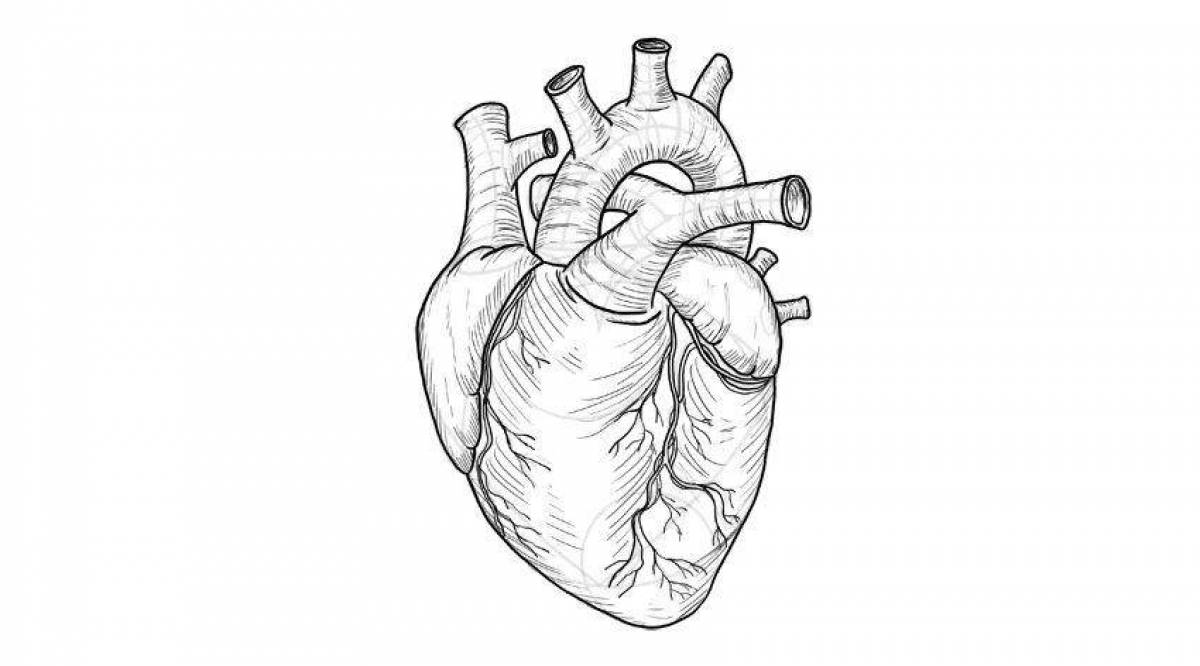 Очаровательная анатомическая раскраска сердца