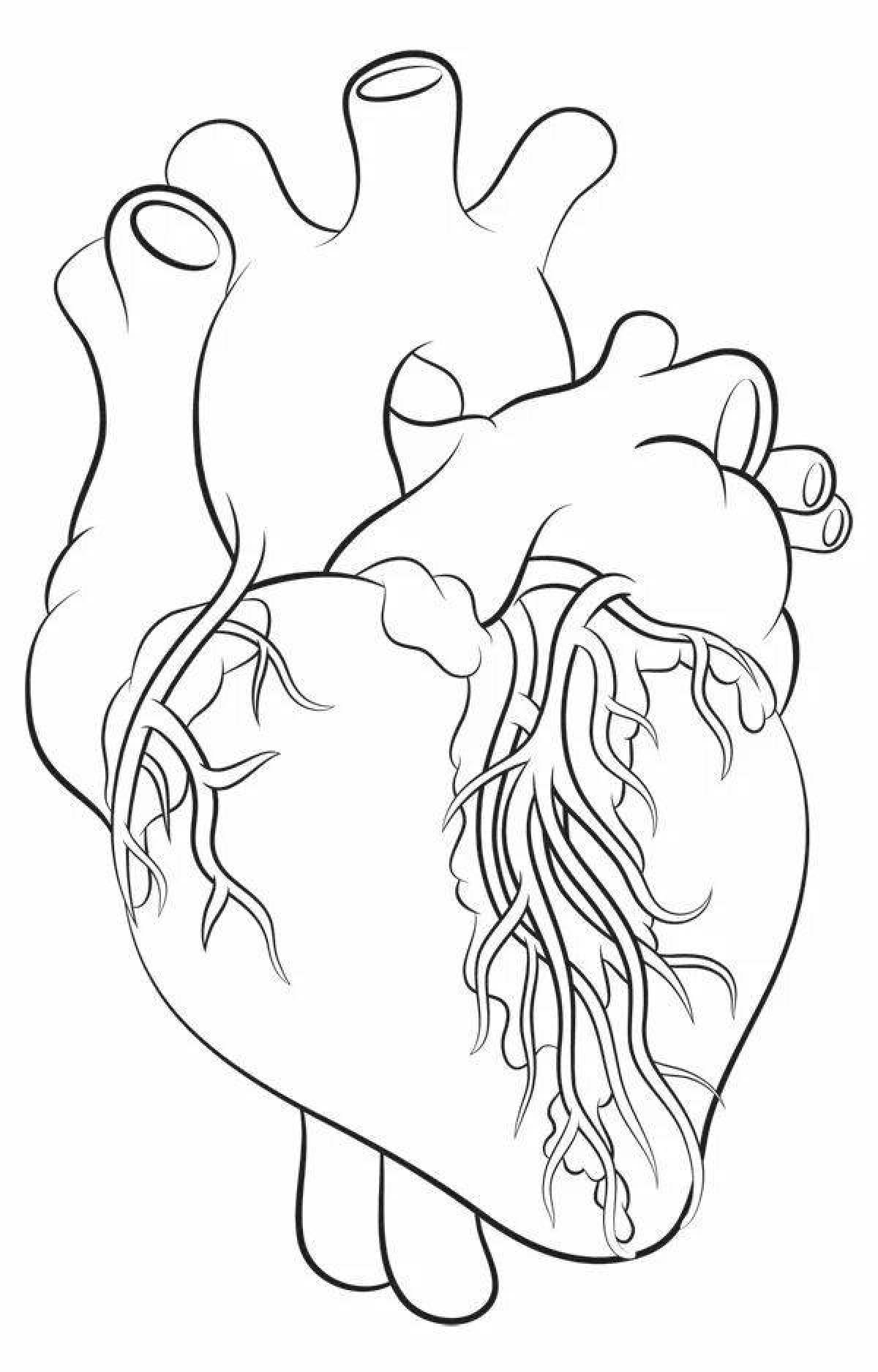 Прекрасная страница раскраски анатомического сердца