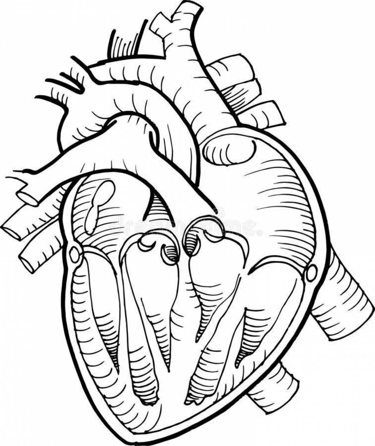 Восхитительная страница раскраски анатомического сердца