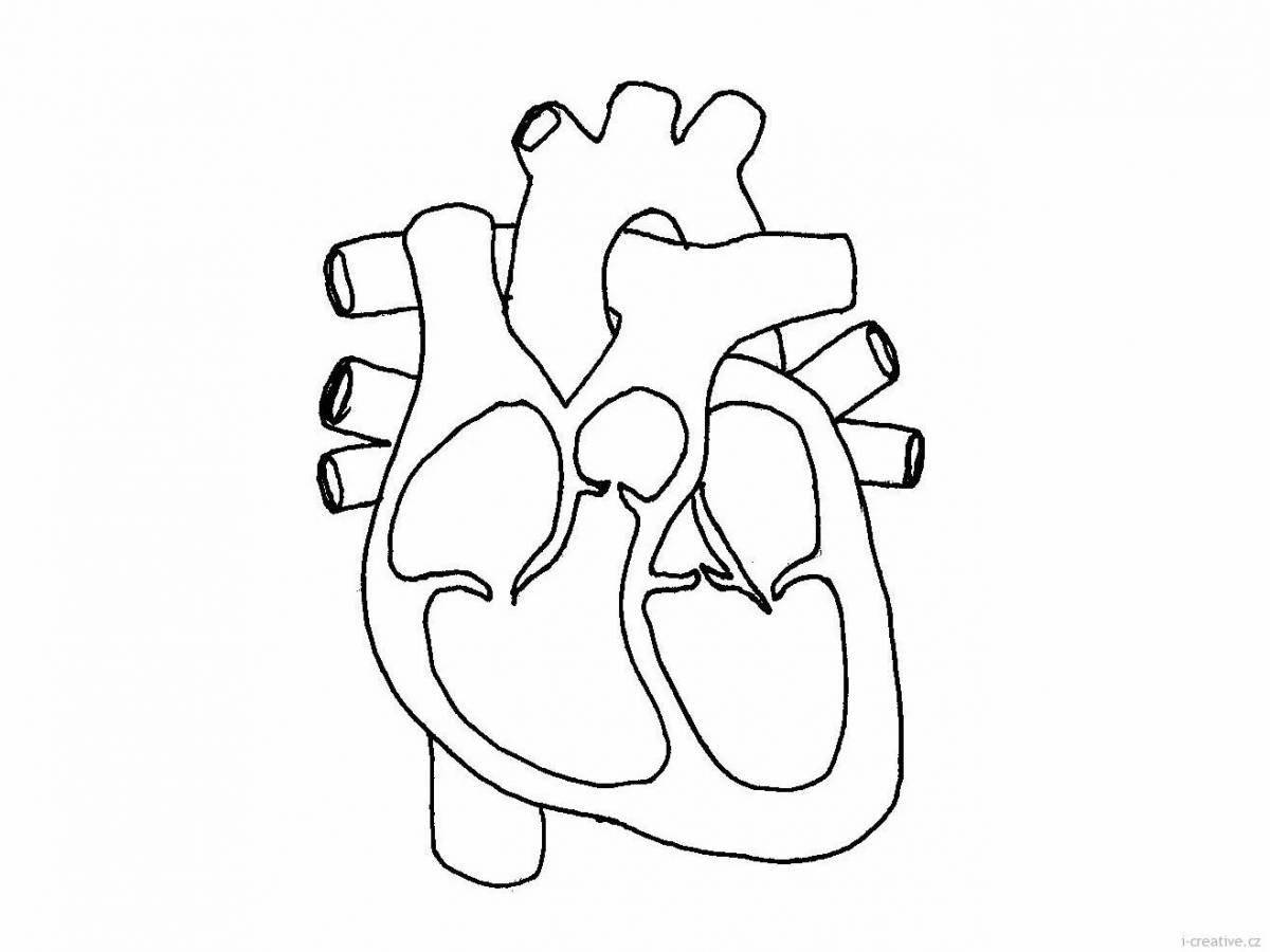 Изящная страница раскраски анатомического сердца