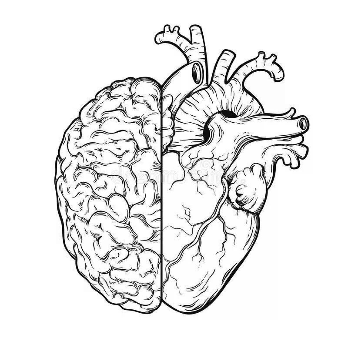 Элегантная анатомическая страница раскраски сердца