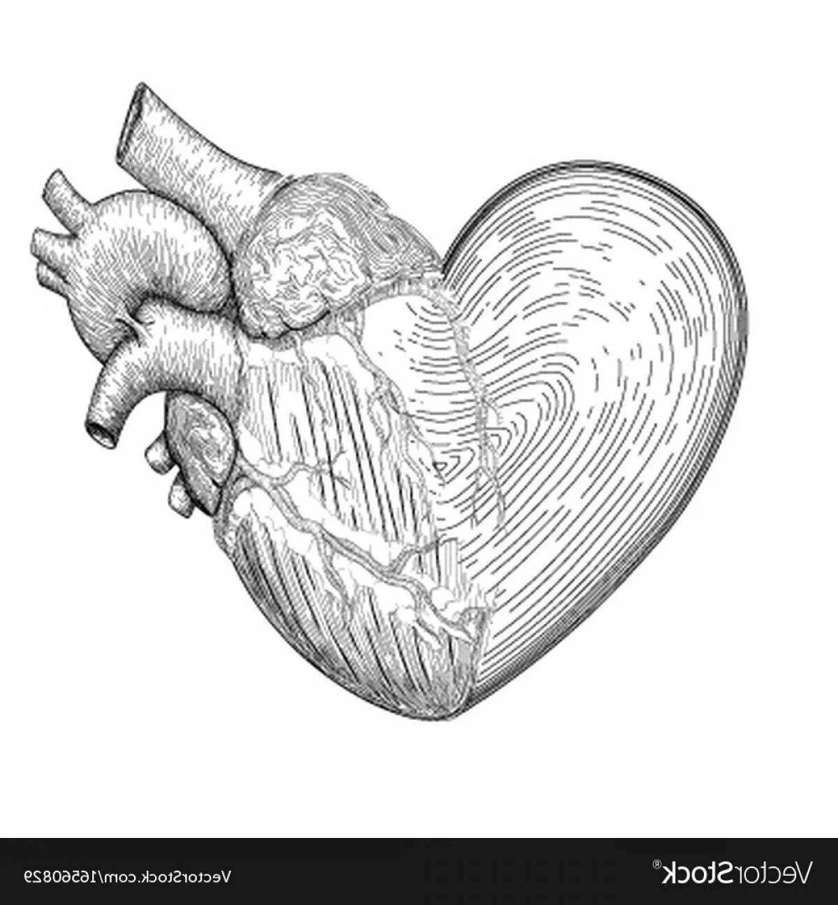 Страница раскраски острого анатомического сердца