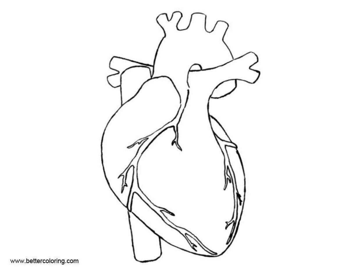 Поразительная страница раскраски анатомического сердца