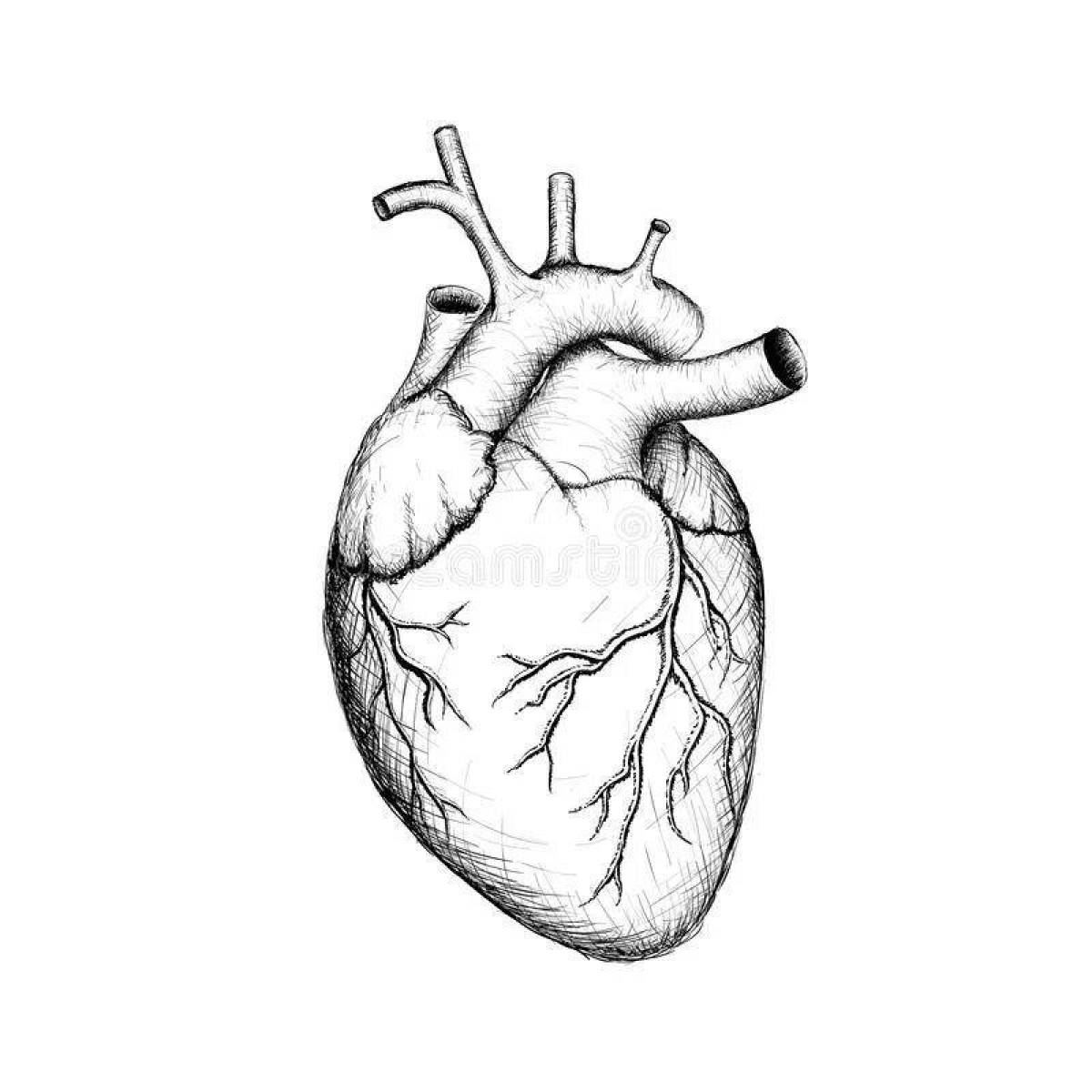 Раскраска буйное анатомическое сердце