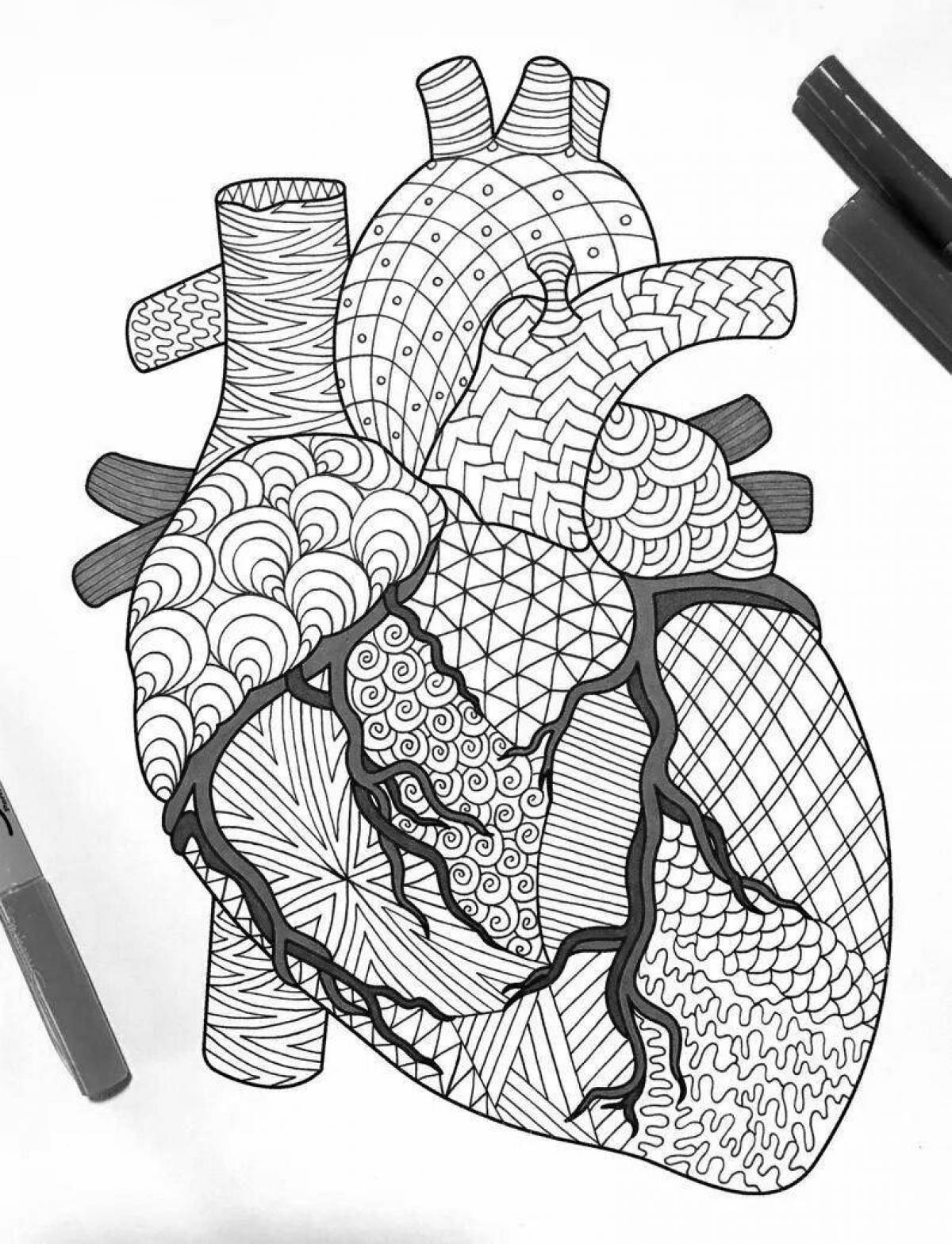Живая страница раскраски анатомического сердца