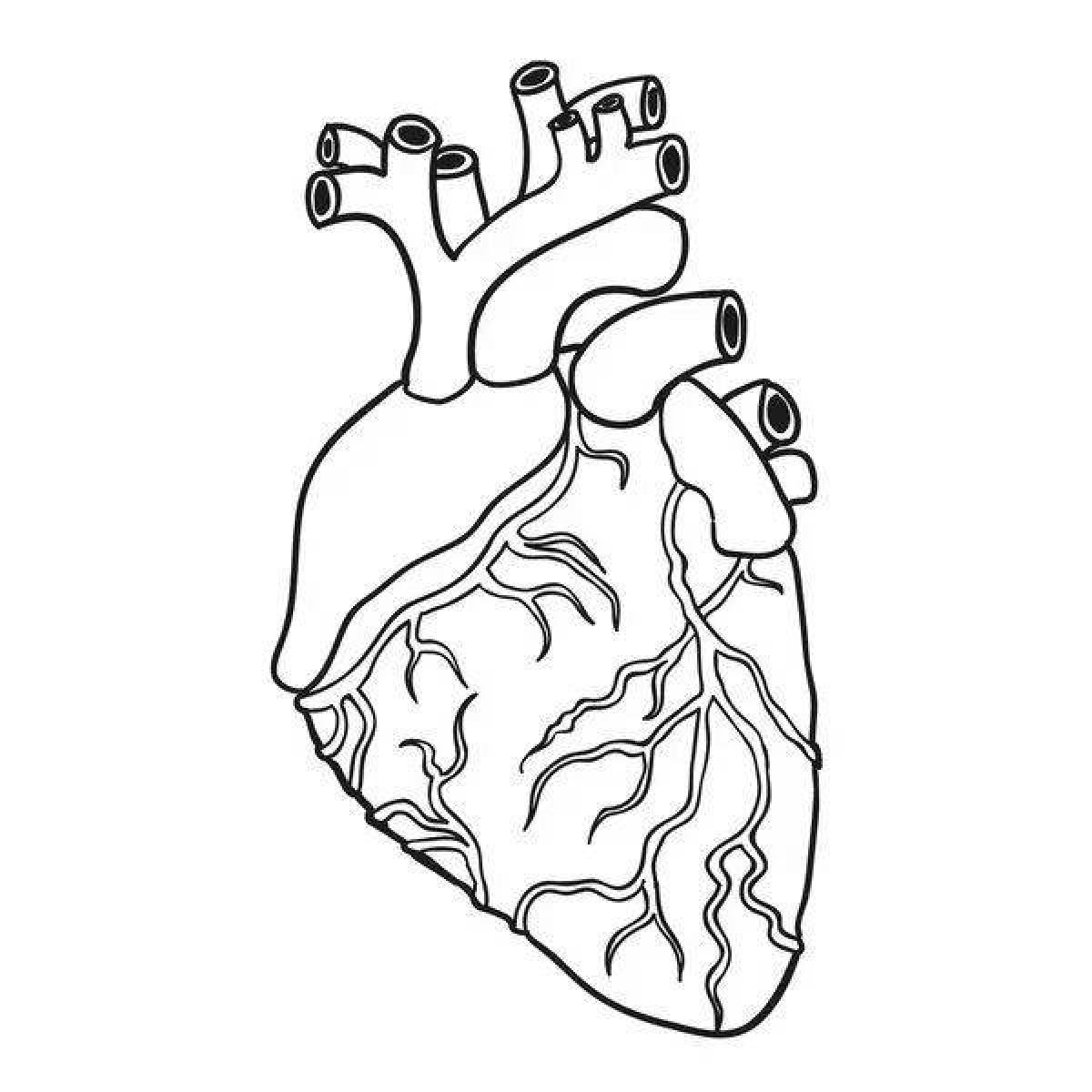 Радостное анатомическое сердце раскраска