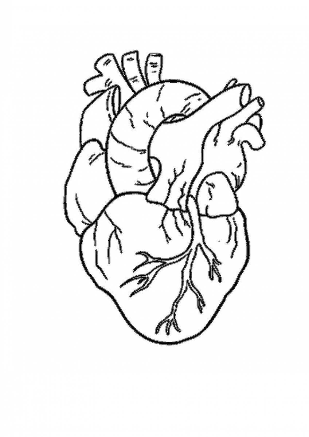Раскраска ликующее анатомическое сердце