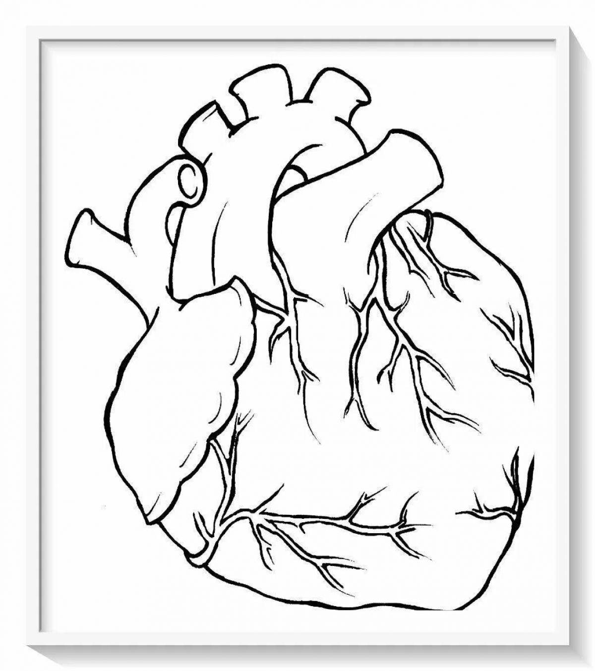 Красочная страница раскраски анатомического сердца