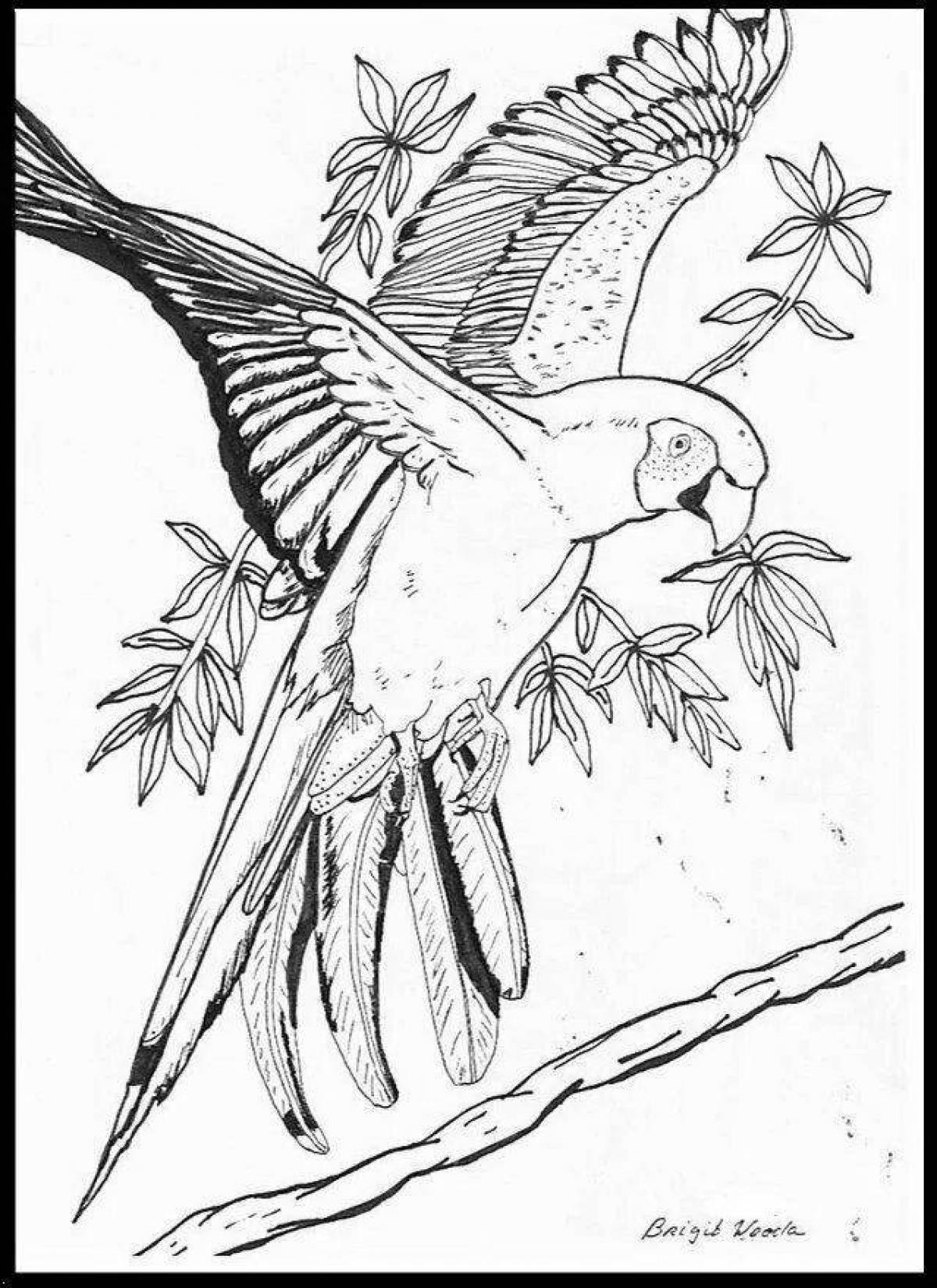 Анимированная страница раскраски ара