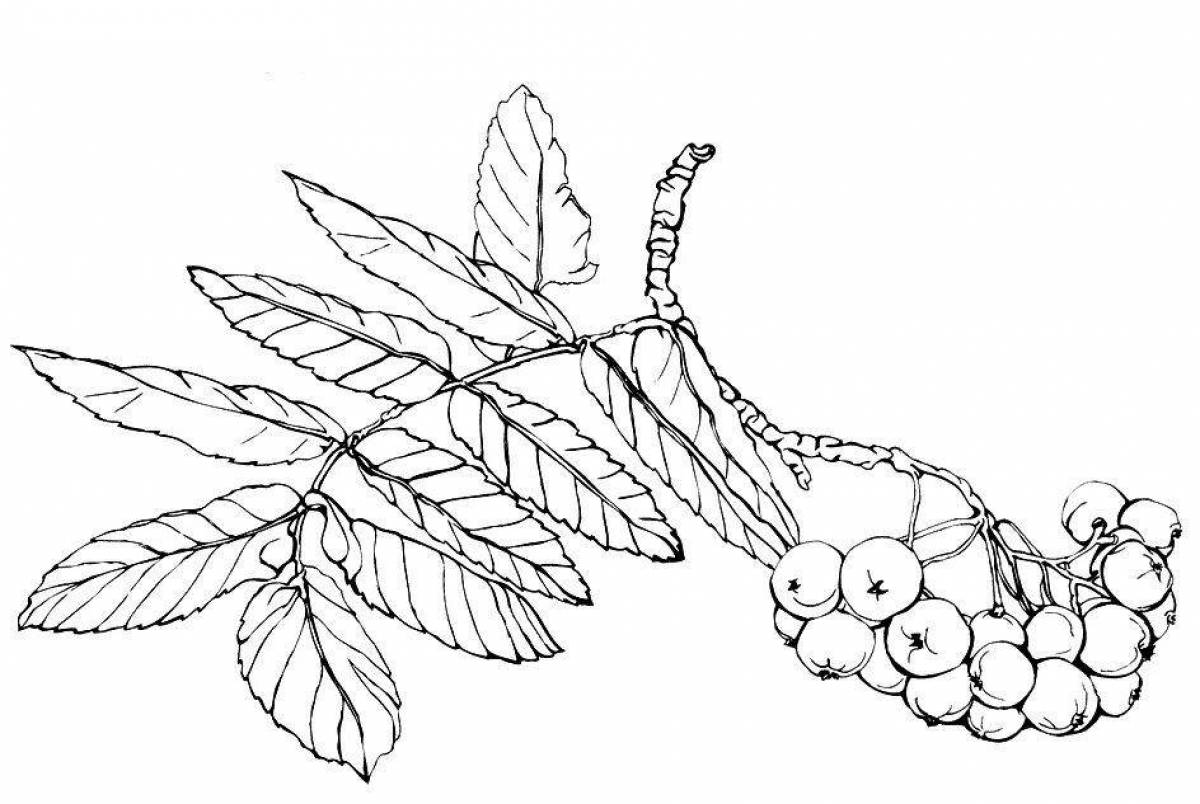 Ветка рябины рисунок