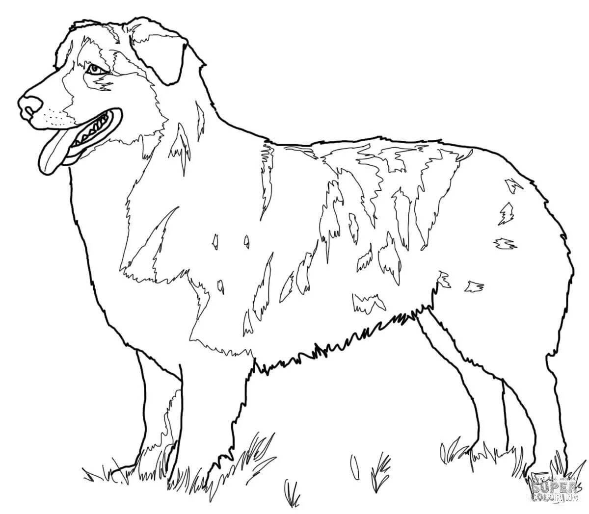 Раскраска преданная служебная собака