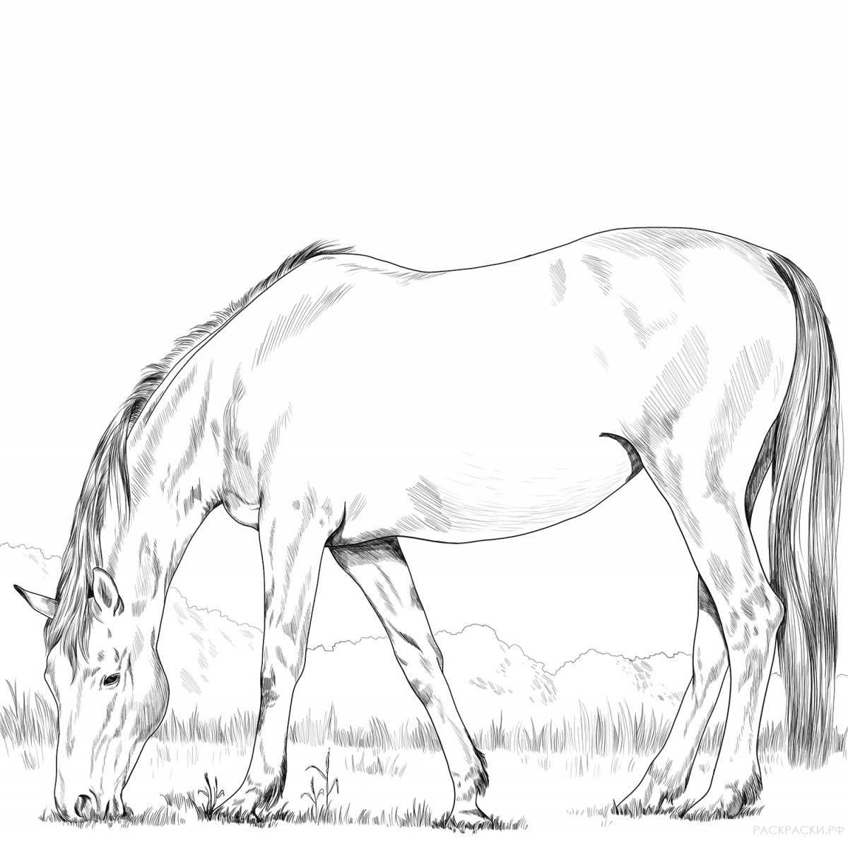 Раскраска величественные пасущиеся лошади