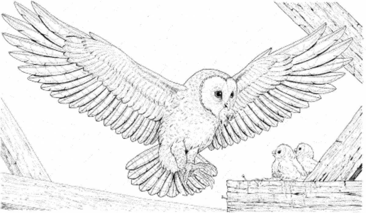Яркая страница раскраски совы гарри поттера
