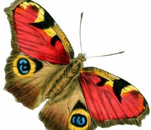 Раскраска бабочка для детей #2 #584