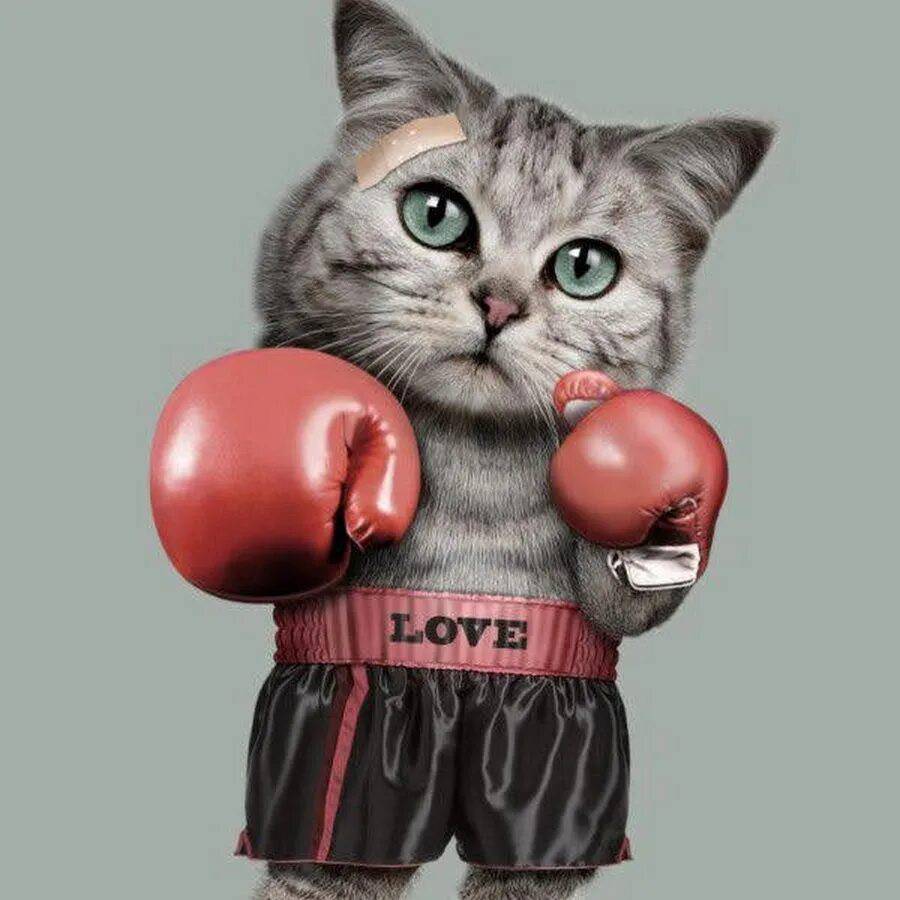Спортивный котик картинка