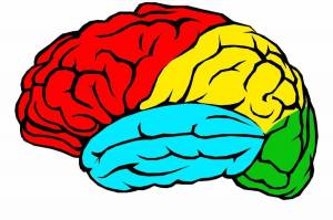 Раскраска мозг человека #6 #401565