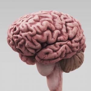 Раскраска мозг человека #10 #401569