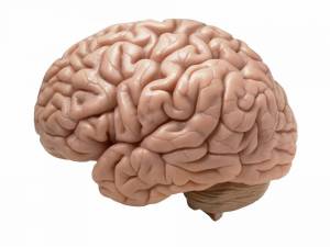 Раскраска мозг человека #13 #401572