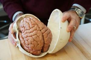 Раскраска мозг человека #14 #401573