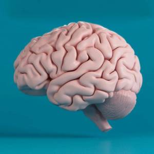 Раскраска мозг человека #18 #401577