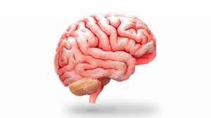 Раскраска мозг человека #20 #401579
