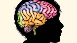 Раскраска мозг человека #21 #401580