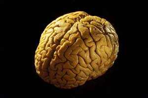 Раскраска мозг человека #23 #401582